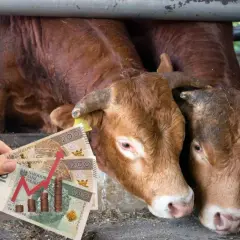 Dwie krowy w zagrodzie, ręka trzyma polskie banknoty z wykresem wzrostu cen.