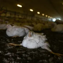 Kurczaki w kurniku, których mięso z kury nioski czy z brojlera nadaje się tylko na długo gotowany wywar.