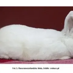 Czy królik to drób? Zaskakujące fakty o klasyfikacji mięsa