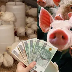 Wieprzowina z chowu bez antybiotyków czy warto dopłacać do certyfikatów? Na zdjęciu pisklęta i świnki z polskimi banknotami.