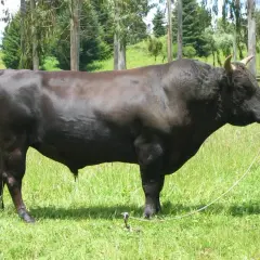 Wołowina wagyu - odkryj sekrety wyjątkowego smaku i jakości