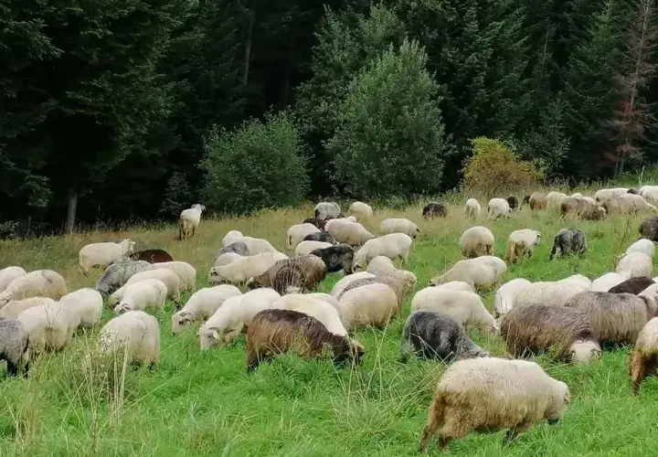 Gdzie kupić baraninę? Sprawdzone miejsca i najlepsze oferty