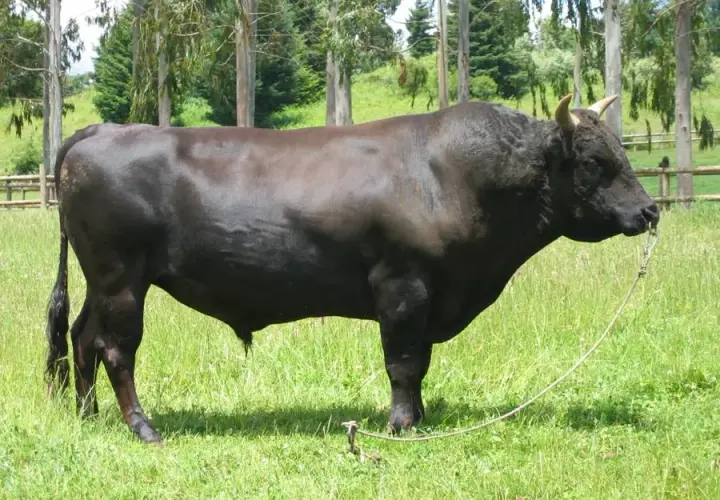 Wołowina wagyu - odkryj sekrety wyjątkowego smaku i jakości