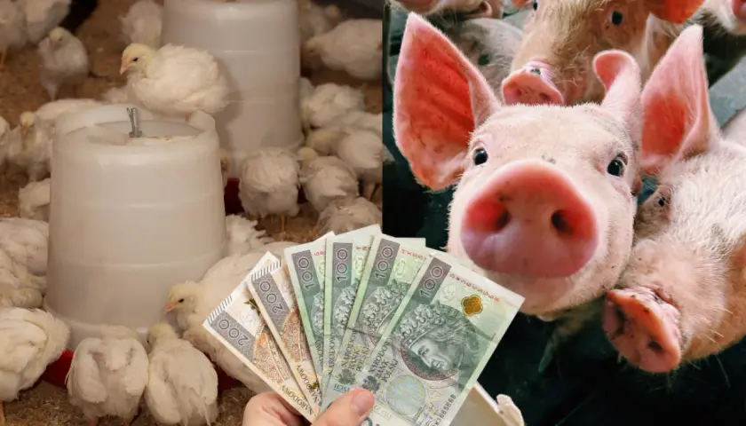 Wieprzowina z chowu bez antybiotyków czy warto dopłacać do certyfikatów? Na zdjęciu pisklęta i świnki z polskimi banknotami.
