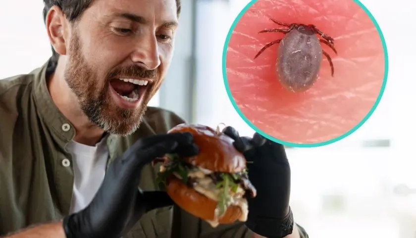 Mężczyzna z radością sięga po burgera, ale w tle kleszcz przypomina o ryzyku alergii na mięso wołowe po ukąszeniu kleszcza, czyli zespole alfa-gal.