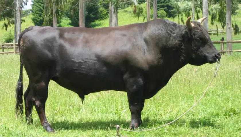 Wołowina wagyu - odkryj sekrety wyjątkowego smaku i jakości