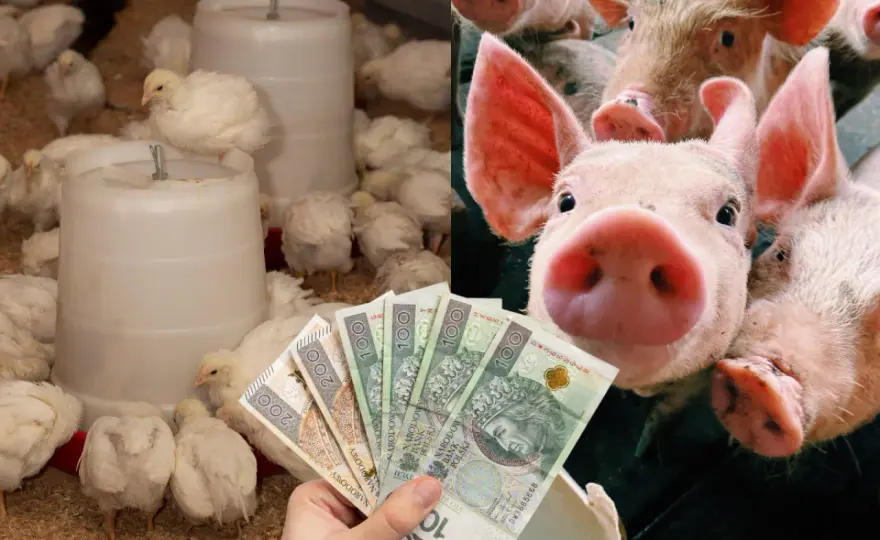 Wieprzowina bez antybiotyków - czy warto dopłacać? Certyfikaty