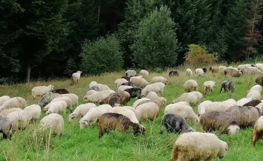 Gdzie kupić baraninę? Sprawdzone miejsca i najlepsze oferty