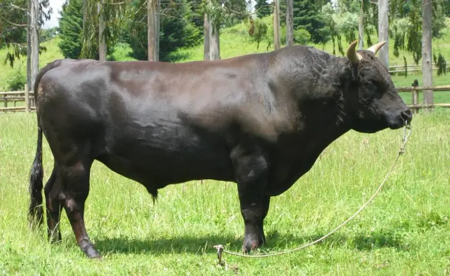 Wołowina wagyu - odkryj sekrety wyjątkowego smaku i jakości