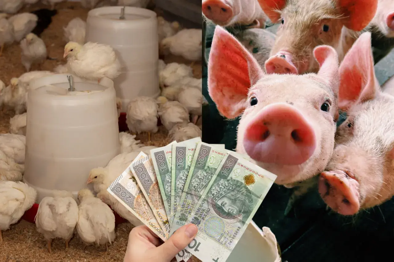Wieprzowina z chowu bez antybiotyków czy warto dopłacać do certyfikatów? Na zdjęciu pisklęta i świnki z polskimi banknotami.