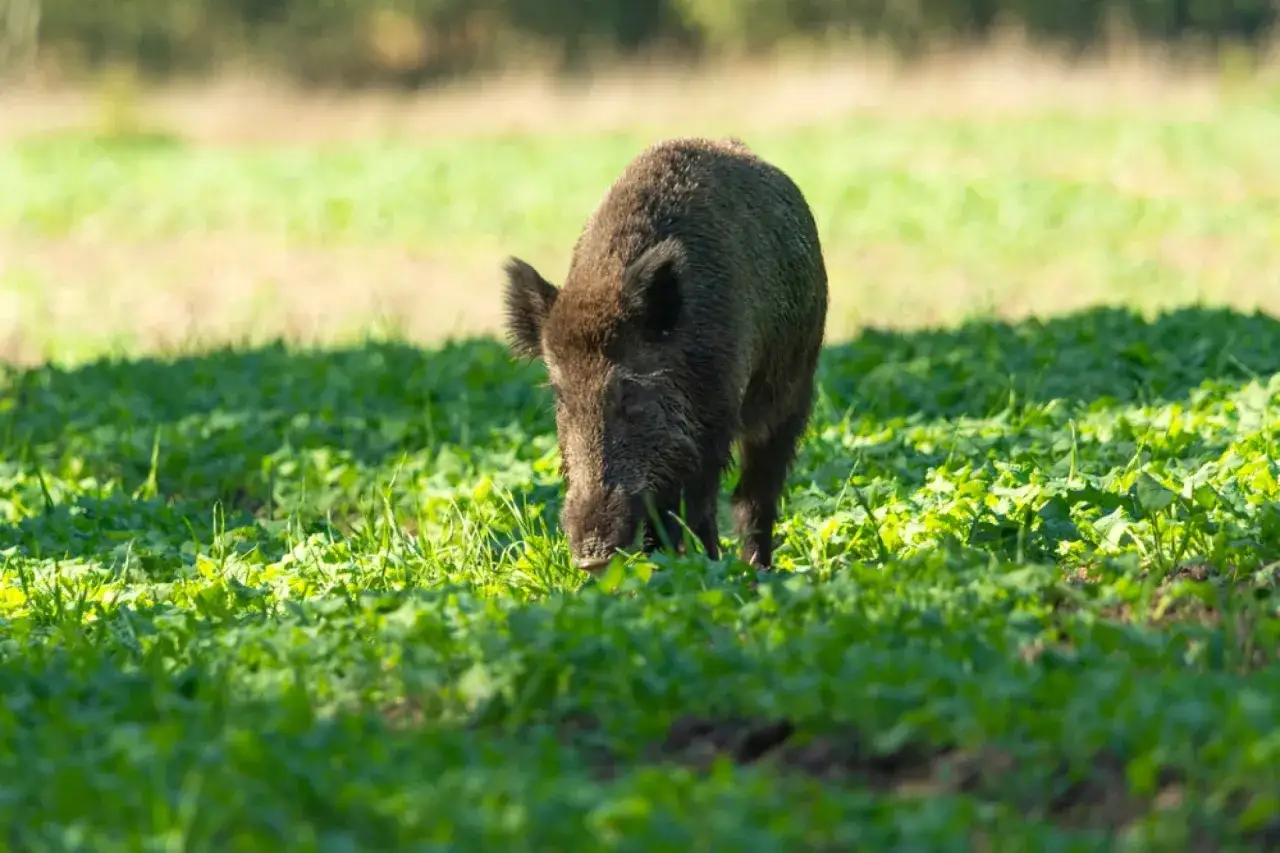 Dziki dzik żerujący na łące. Jego mięso wymaga bezwzględnego badania weterynaryjnego ze względu na potencjalne zagrożenia.