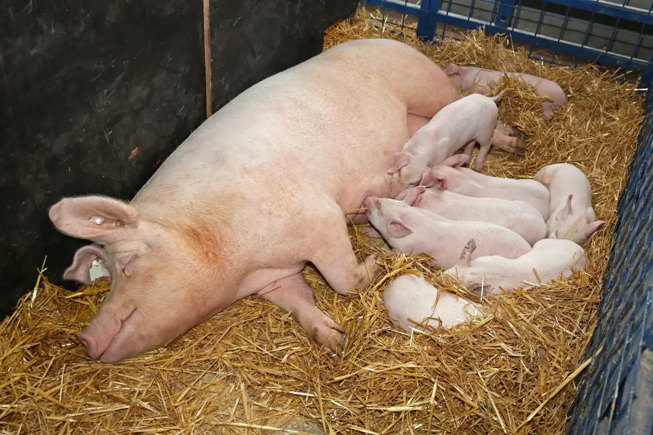 Maciora z prosiętami na słomie. Czy wirus Aujeszkyego w surowej wieprzowinie jest niszczony przez gotowanie?