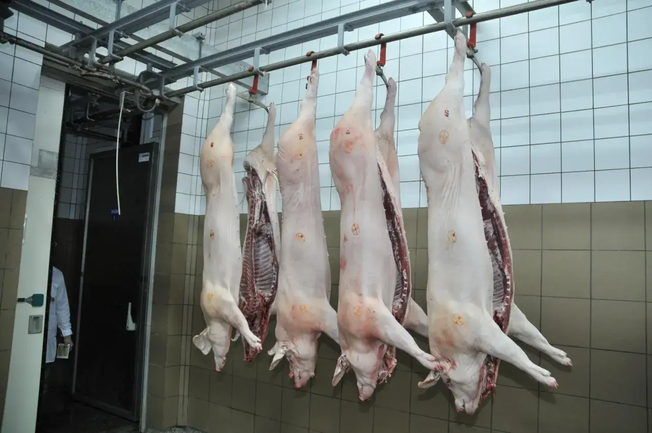 Wiesz, dlaczego surowa wieprzowina ma specyficzny zapach knura i jak go usunąć? Oto wiszące tuszki w ubojni.