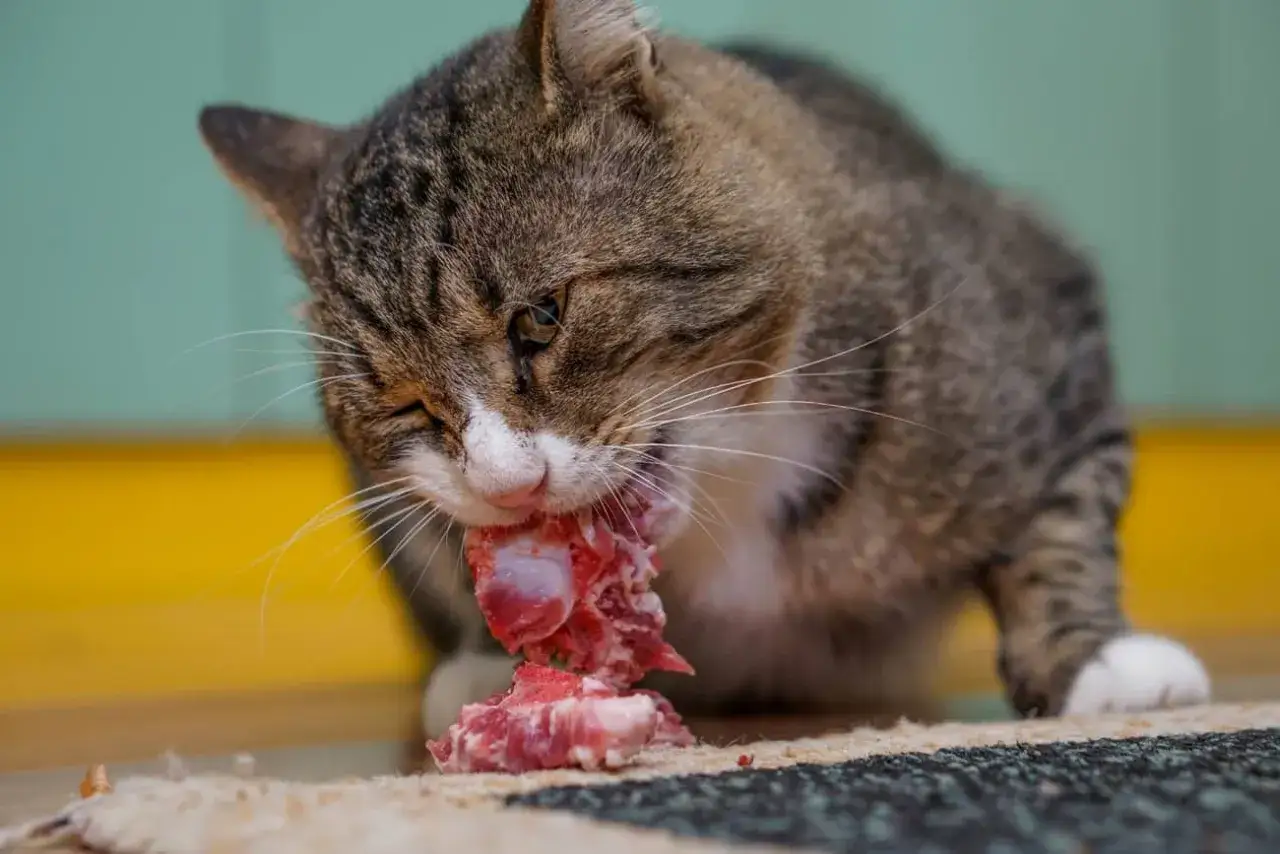 Kot zajada surowe mięso, co jest częścią bezpiecznego podawania surowego mięsa dla kota dieta barf od podstaw.