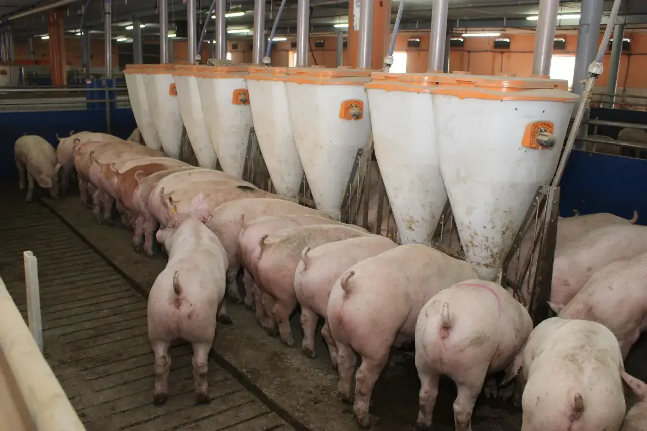 Stado świń przy karmnikach. Dowiedz się, dlaczego surowa wieprzowina ma specyficzny zapach knura i jak go usunąć.