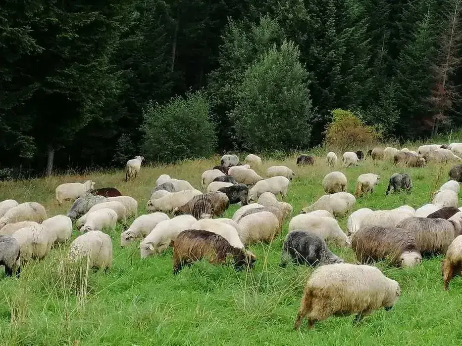 Zdjęcie Gdzie kupić baraninę w Zakopanem? Najlepsze miejsca i oferty